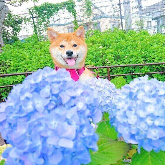 あじさいと柴犬