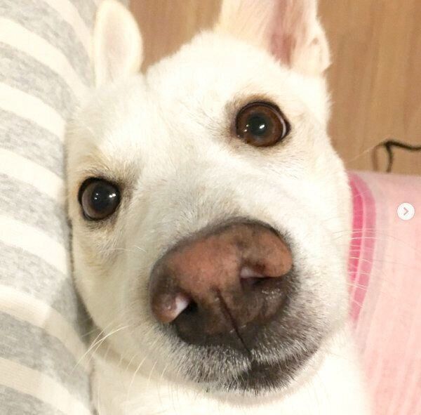 見つめるルルちゃん