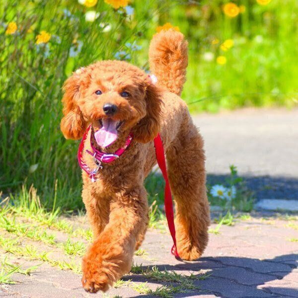 散歩する犬