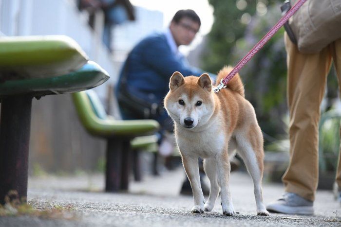 ドラマ「柴公園」