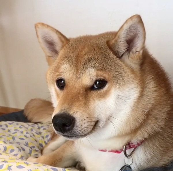 見つめる柴犬
