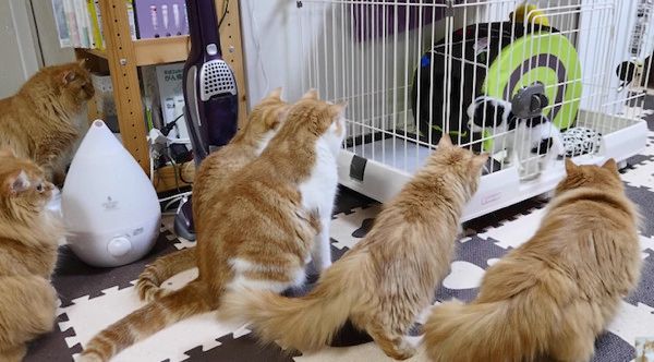 子犬を見つめる猫軍団