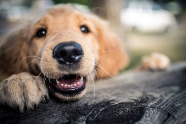 笑顔を見せる犬