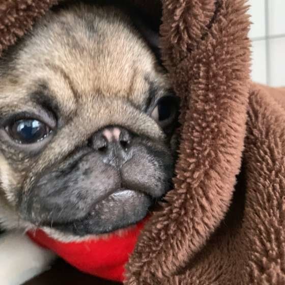 パグ
