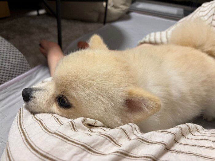 飼い主さんにくっつくこうしろうくん