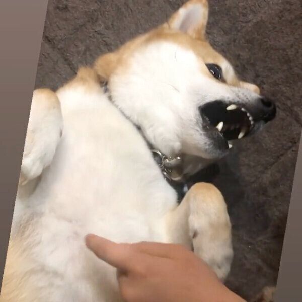 フリーズするラテくん