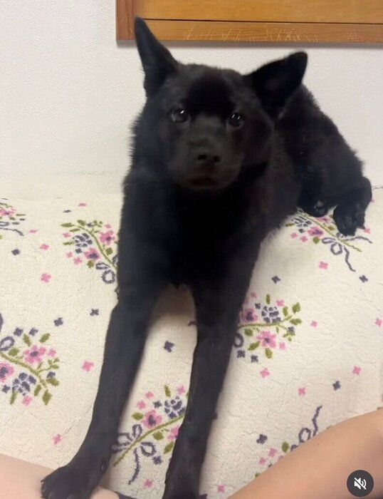 家族とまったり過ごすくろだちゃん