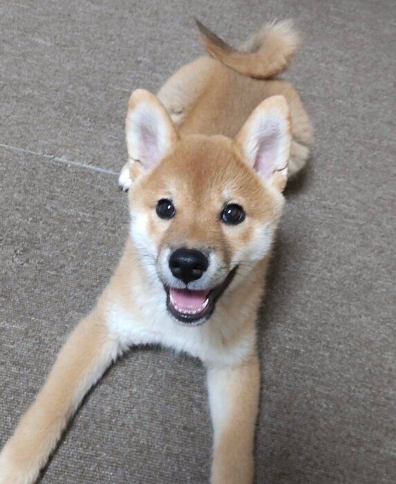 鼻の周りが黒っぽかったころのこなつちゃん。