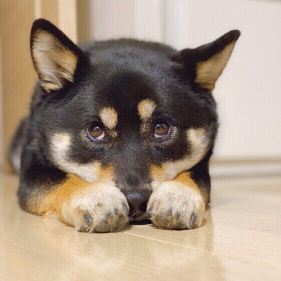 くつろぐ柴犬