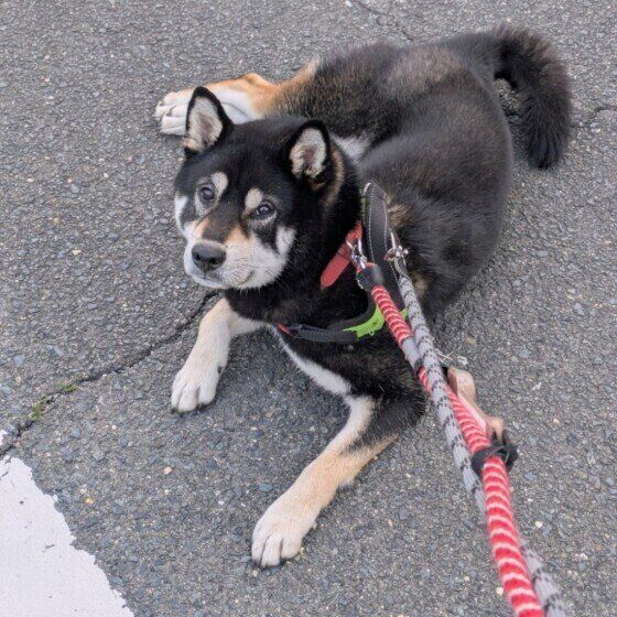 散歩拒否中の柴犬