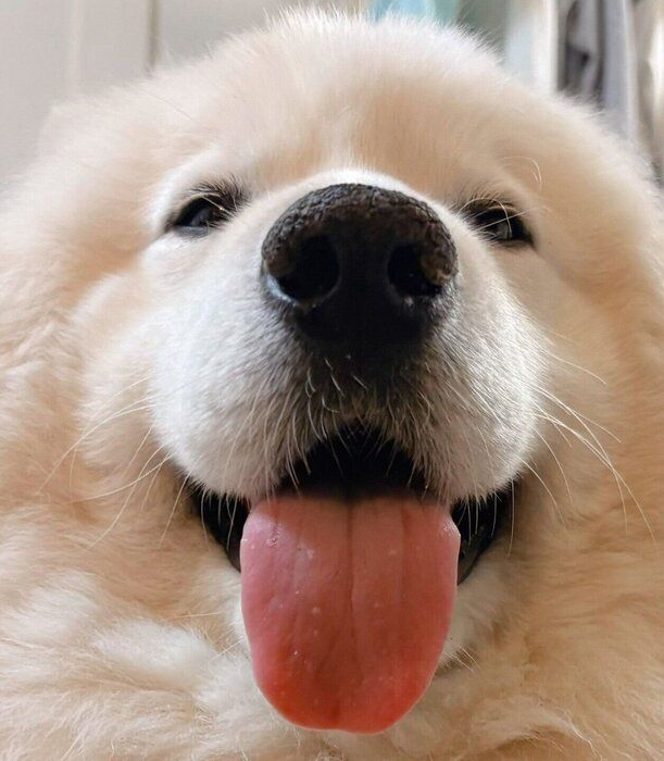 サモエドスマイルが可愛いサニーくん