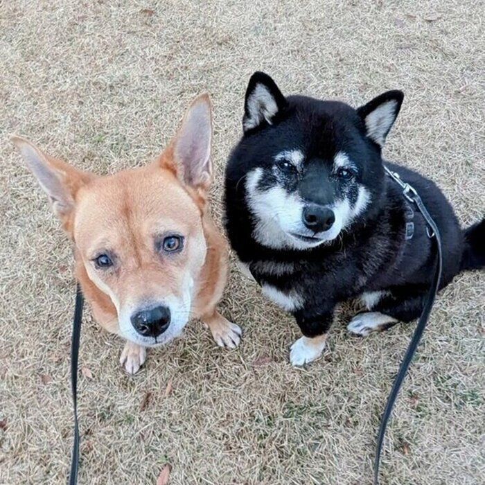 おやつタイムに撮影したノアちゃんとハッピーちゃん