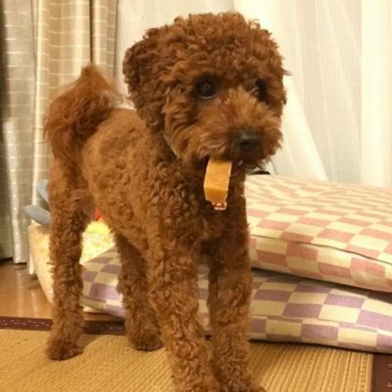 ブロッコリーやチーズは犬にあげてもいい?人間の食べ物を与える際の注意点