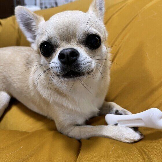 カメラ目線のワンちゃん
