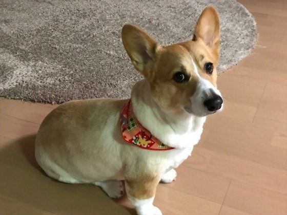バンダナをつけるウェルシュ・コーギー・ペンブローク