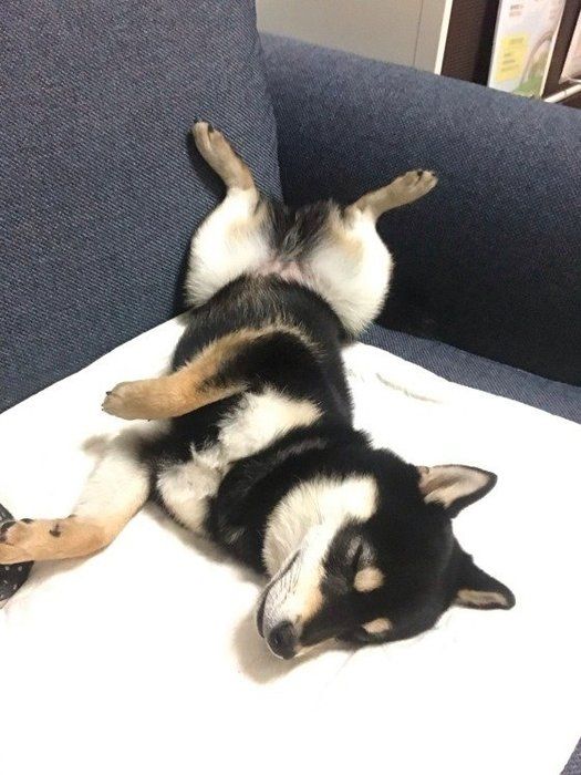 しば まめすけちゃん
