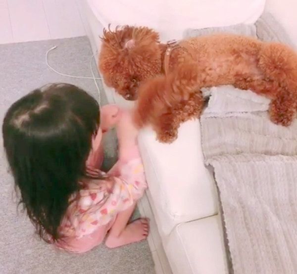 女の子の遊びに付き合うトイ・プードル