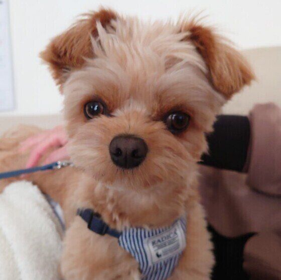 見つめる犬
