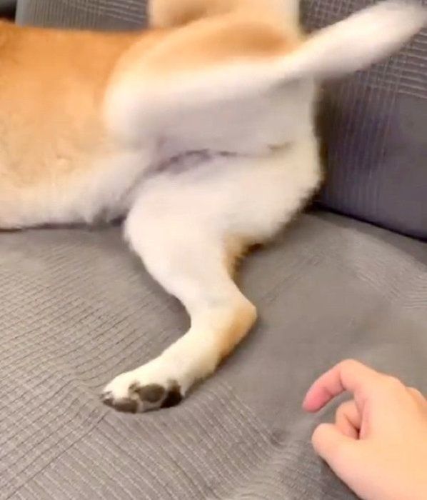 キックする柴犬
