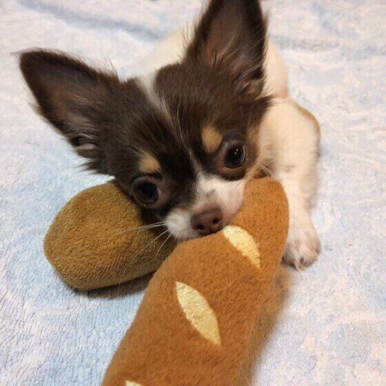 おもちゃで遊ぶチワワ