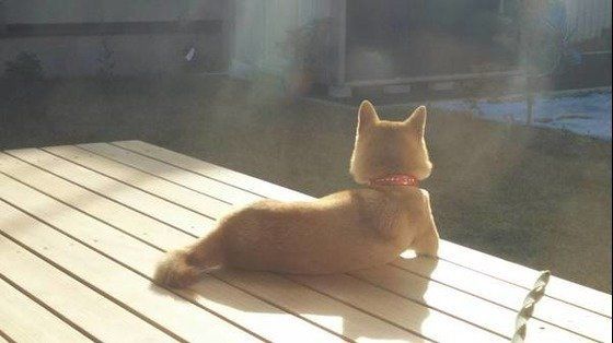 柴犬