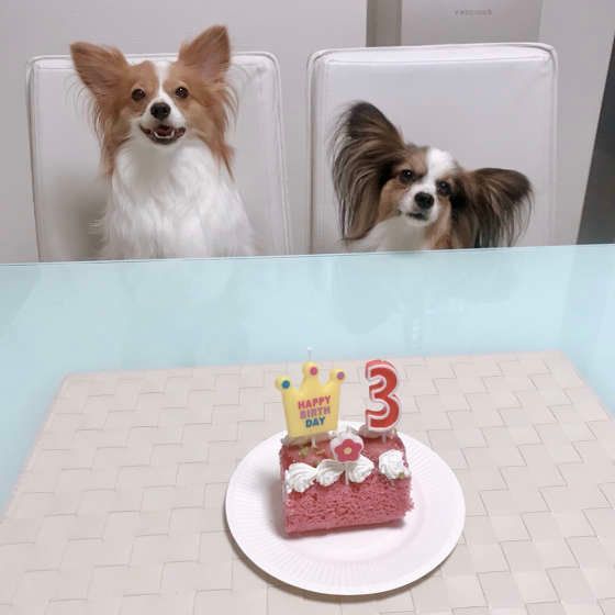 パピヨン