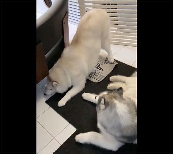 体をねじこもうとするグーちゃん