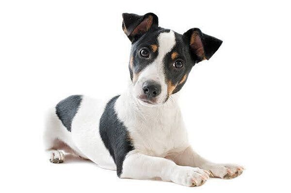 見つめる犬
