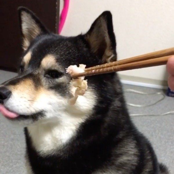 大好物を前に意外な行動をする柴犬