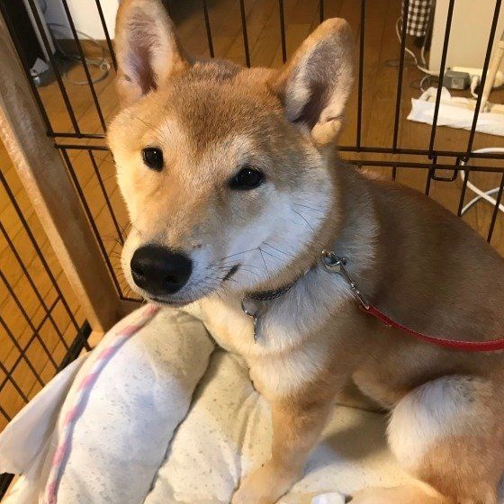 見つめる柴犬
