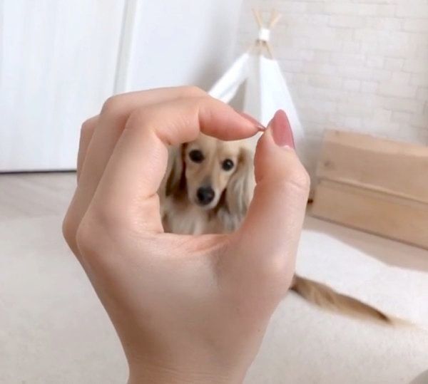 見つめるうにちゃん