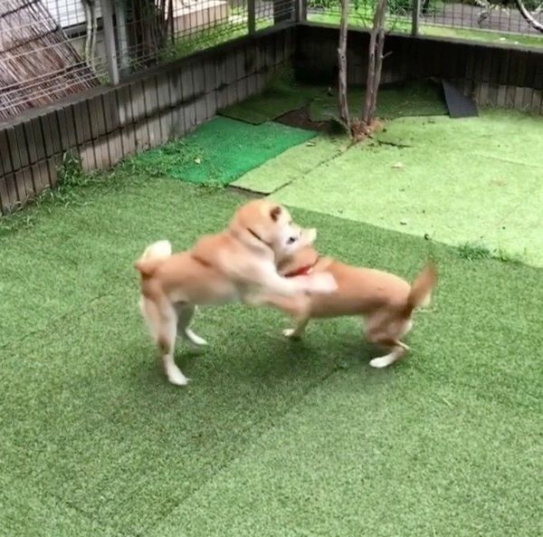 遊ぶ柴犬