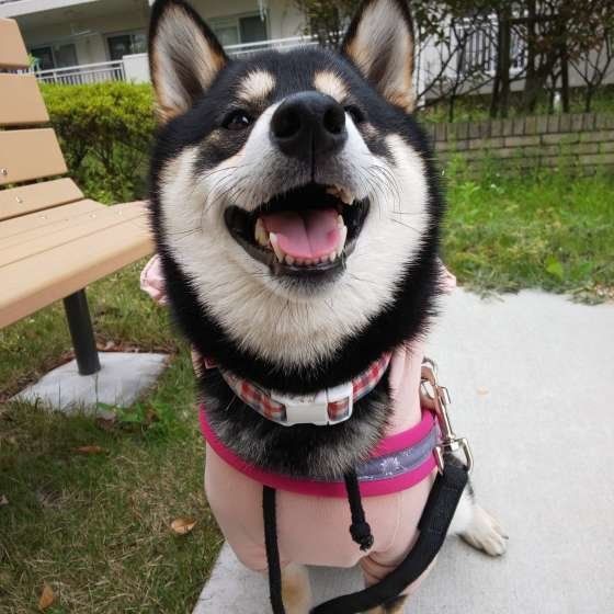 柴