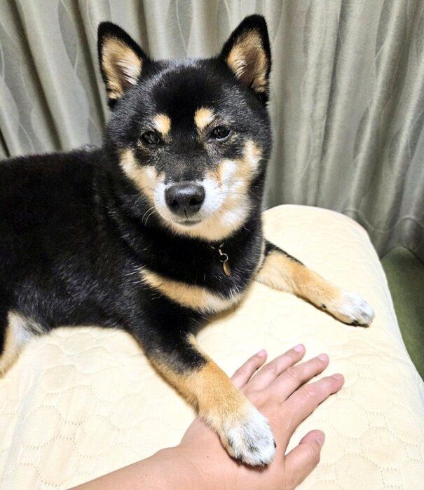「おやつくれ」の圧をかける夜ちゃん