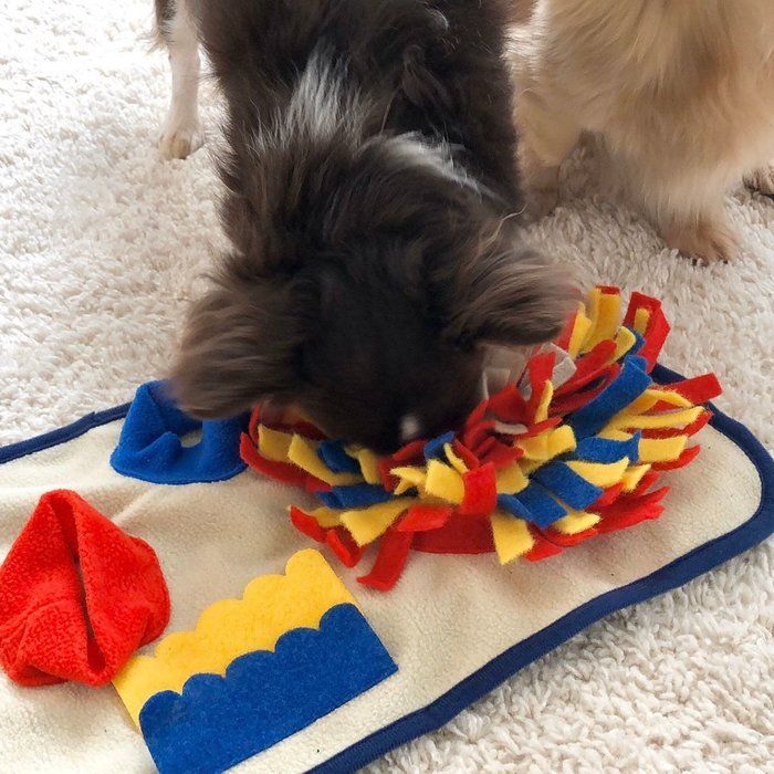 ニオイを嗅ぐ犬