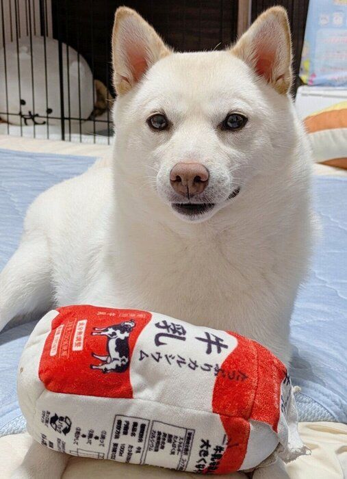 4才になったまんまるくん