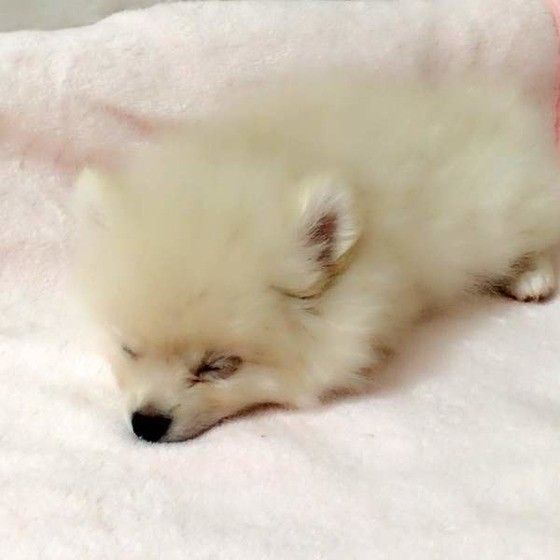 子犬