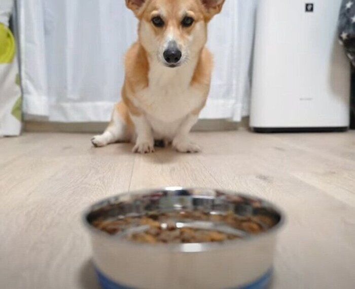 ご飯の時間
