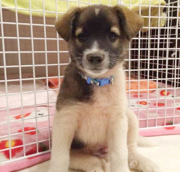 見つめる犬
