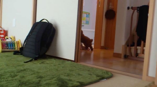 赤ちゃんとトイ・プードル