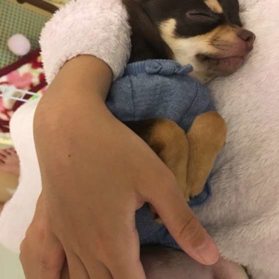 腕の中で寝るチワワ