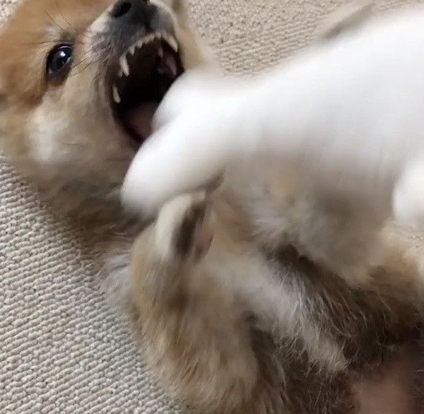 遊ぶ豆柴