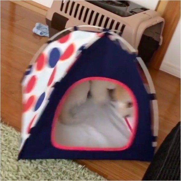 トイ・プードル
