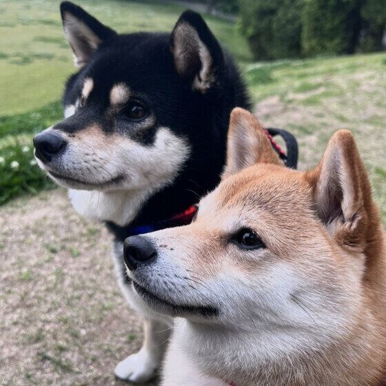 休憩中の2頭、仲良く並んでいるよ