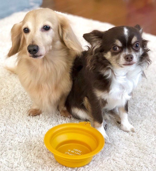 『ペット用水おけ』と犬2匹