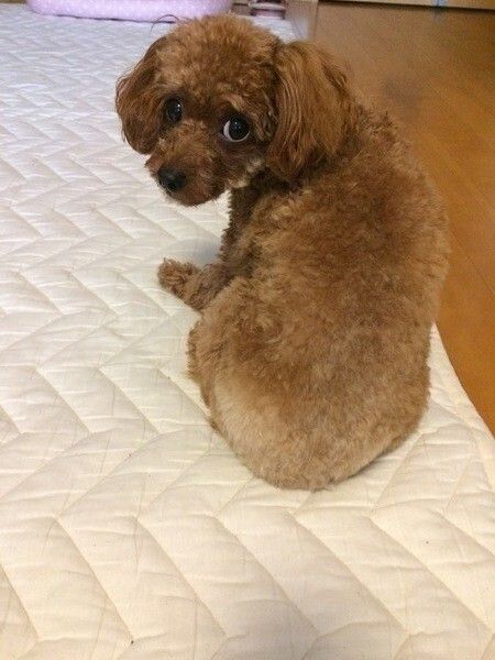 トイ・プードルの背中