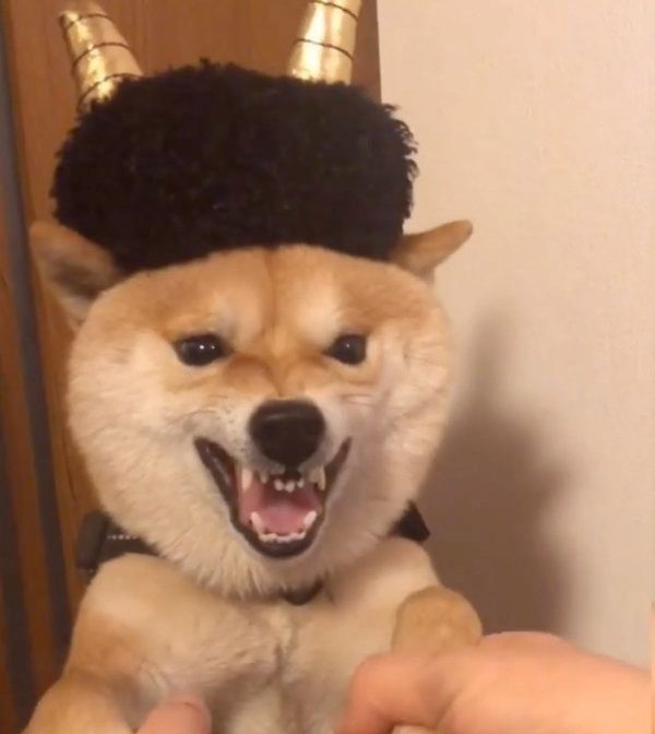 怒り顔の豆千代くん