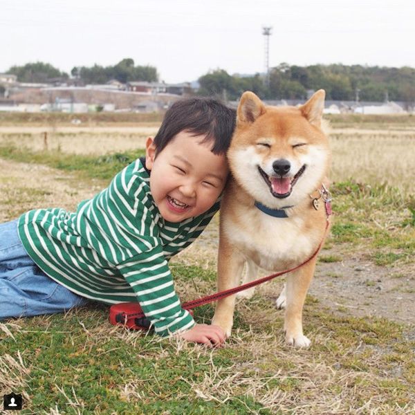 弟の面倒をみる柴犬