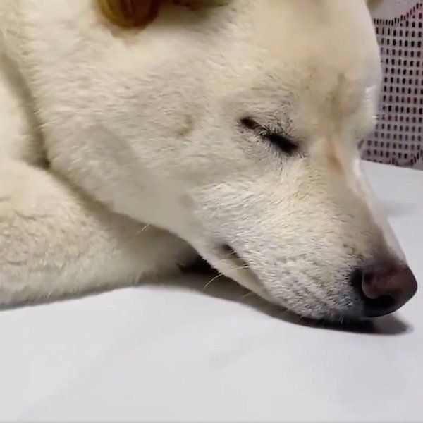 居眠りしちゃったはるちゃん