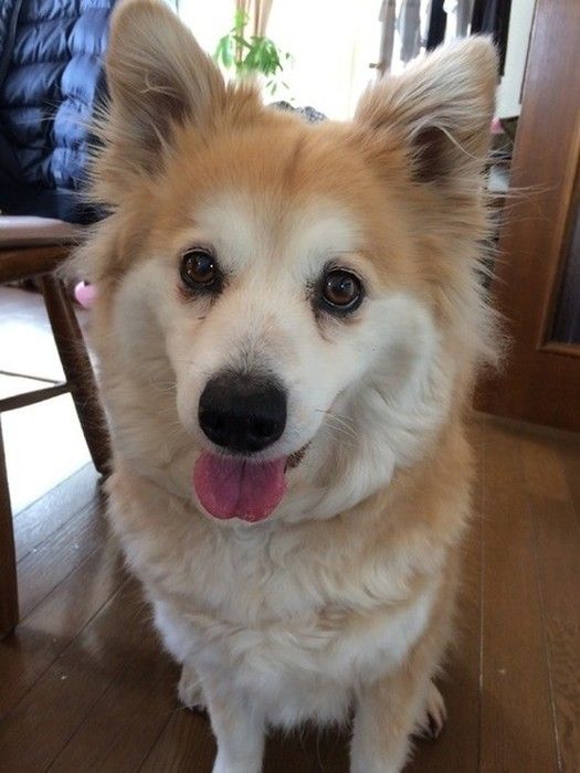 笑顔を見せる犬